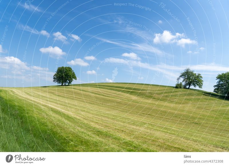 screen saver Landscape Meadow mown Grass Green Summer Sky Agriculture Environment Clouds hilly Rural Exterior shot Bavaria Deserted screensaver Willow tree