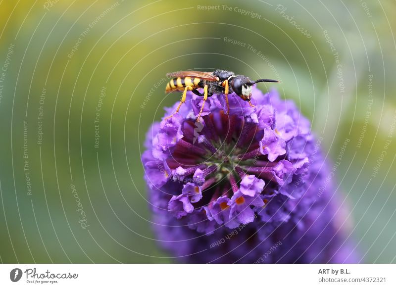 laid table wasp Insect food questing lilac butterfly bush Blossom blossoms Summer Blossoming
