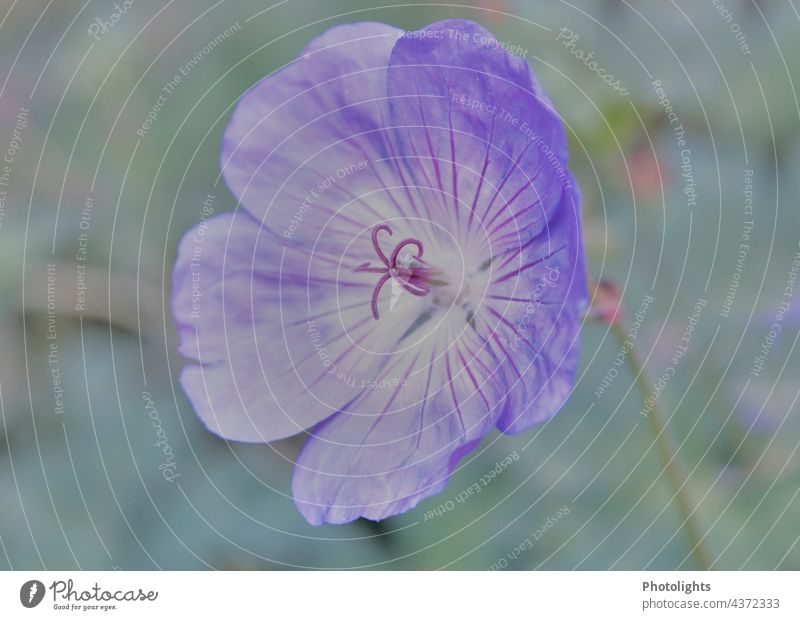 Flower of a stork's bill in delicate colors storchenschnabel Ground cover plant pastel Pastel tone Bud flower blue blossom Blossoming Meadow Wild plant Day