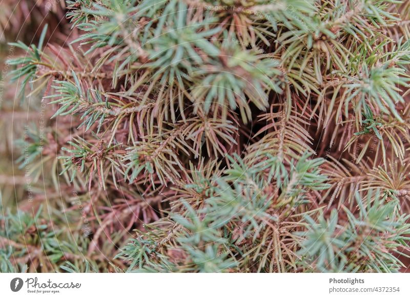 Needles of a broken spruce Sugarloaf Spruce needles Broken Green Nature Colour photo Deserted Coniferous trees Exterior shot Forest Tree Close-up Twig System