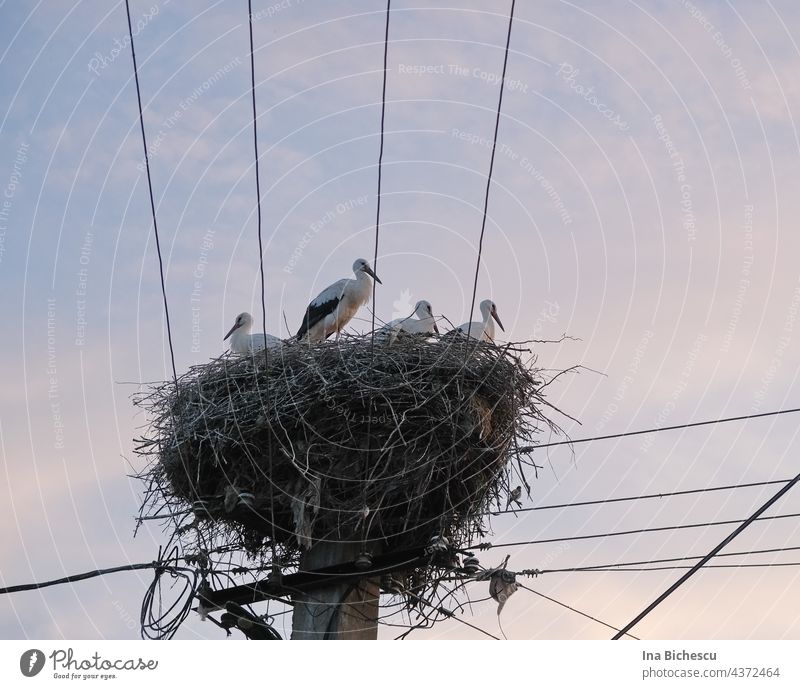 Between four electric cables you see four storks standing in a nest, which lies on a mast. Thin pink clouds surround the nest and several sparrows stand under the nest.