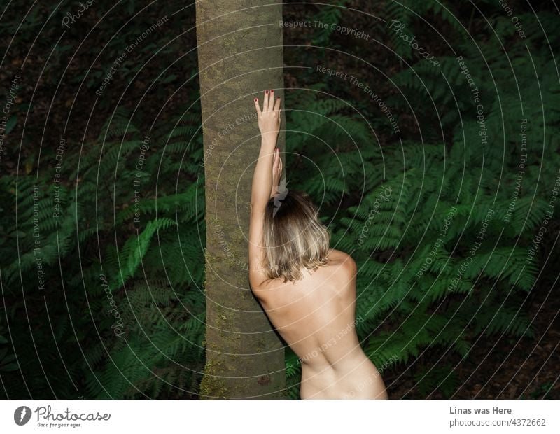 These jungles are full of ferns apart from other green plants and trees. Oh, and some beautiful naked blonde girls who hug the trees randomly. A sexy view of a sexy back in this image taken in La Gomera forest.