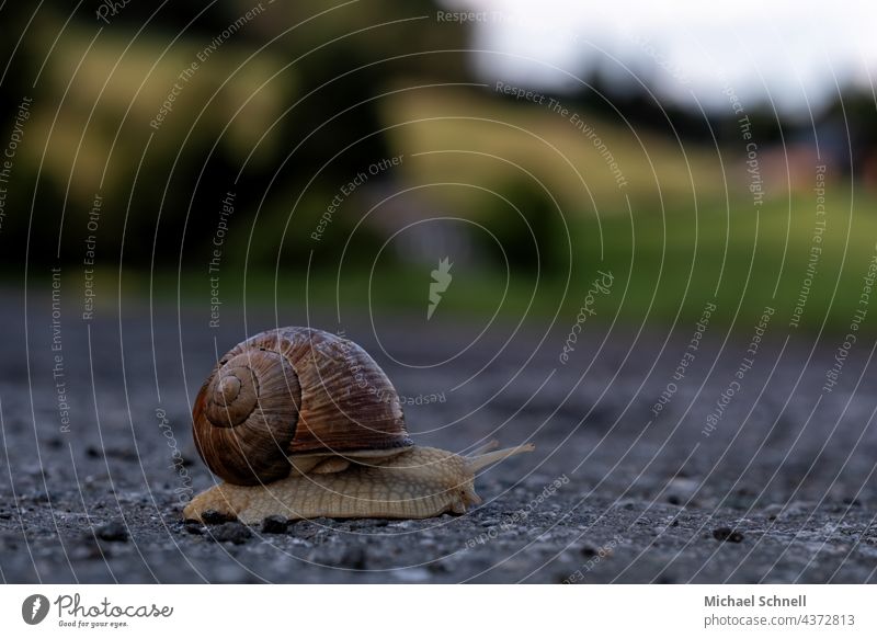 A snail crosses a small road escargot Vineyard snail Slowly creep creeping Creeping snail Crumpet Animal Snail shell Nature Feeler Slimy Shallow depth of field