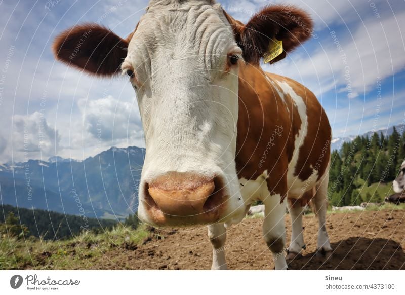 Curious cow Cow Cattle Animal happy cow Farm animal Cattle farming Cattle breeding Livestock breeding Willow tree Meadow Alpine pasture alpine meadow