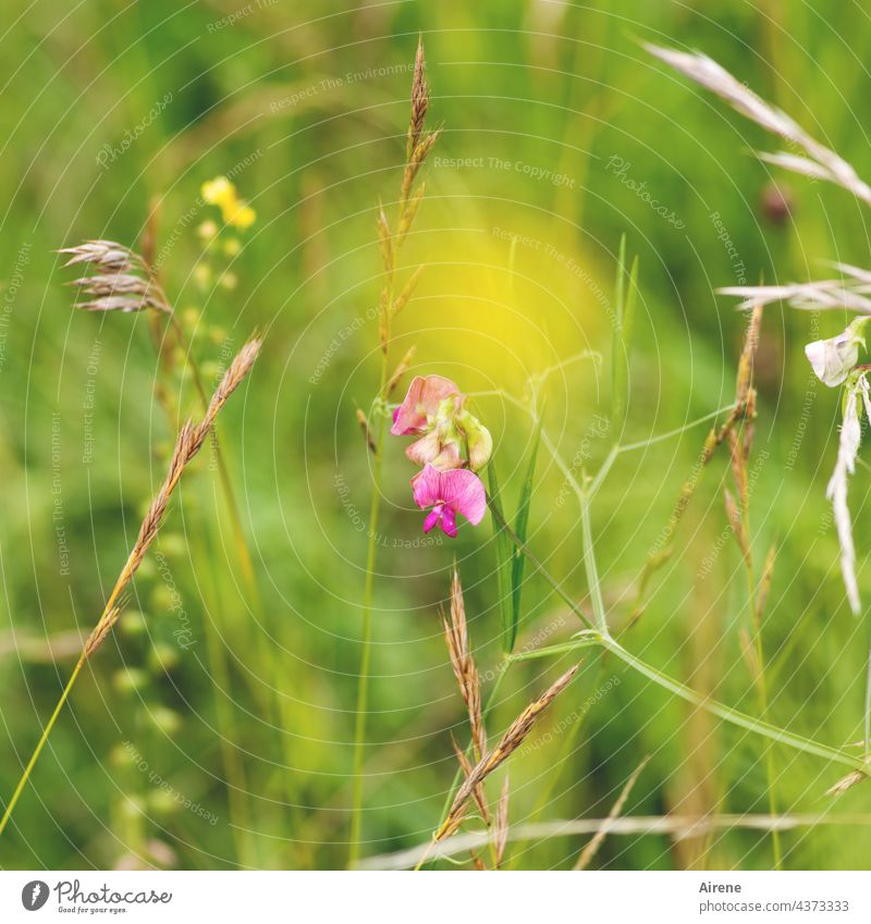Princess-like flower , chickpea it's called, adorns the meadow here. Chickpea Meadow Pink pink Yellow Flower meadow Green Grass blurred Small Graceful Modest
