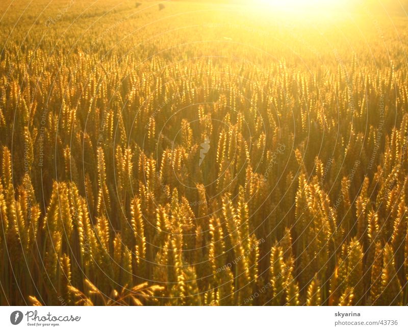 golden abundance Cornfield Sun Harvest blessing God's creation
