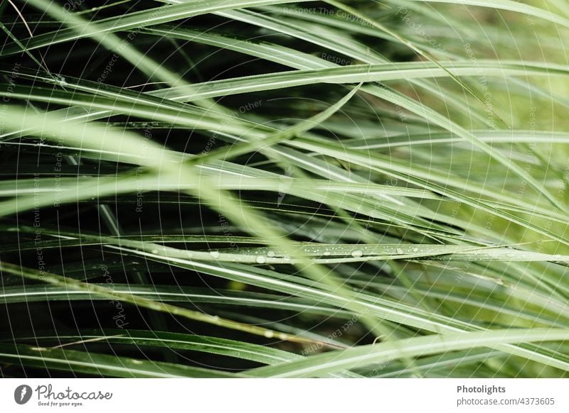Grasses with water drops grasses blade of grass Water Drops of water Black background Green Trickle Rain Wet Plant Close-up Nature Leaf Detail Exterior shot