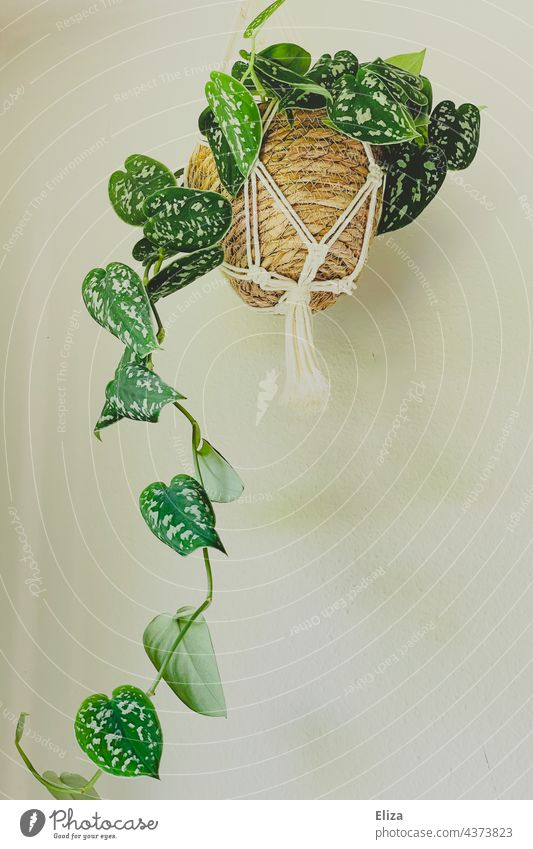 Green hanging houseplant with planter in a macramé hanging basket Houseplant hanging plant Macramé Basket Flowerpot Plant Pot plant Suspended Flat (apartment)