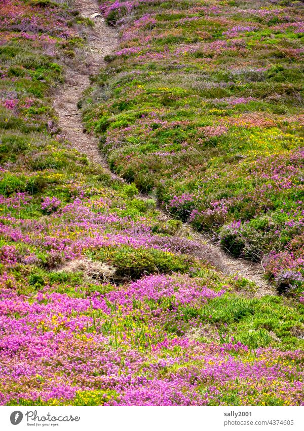 Hiking trail through the heath... Heathland heath landscape off Lanes & trails Narrow hiking trail Erika Broom Nature Landscape Summer Green purple Trail