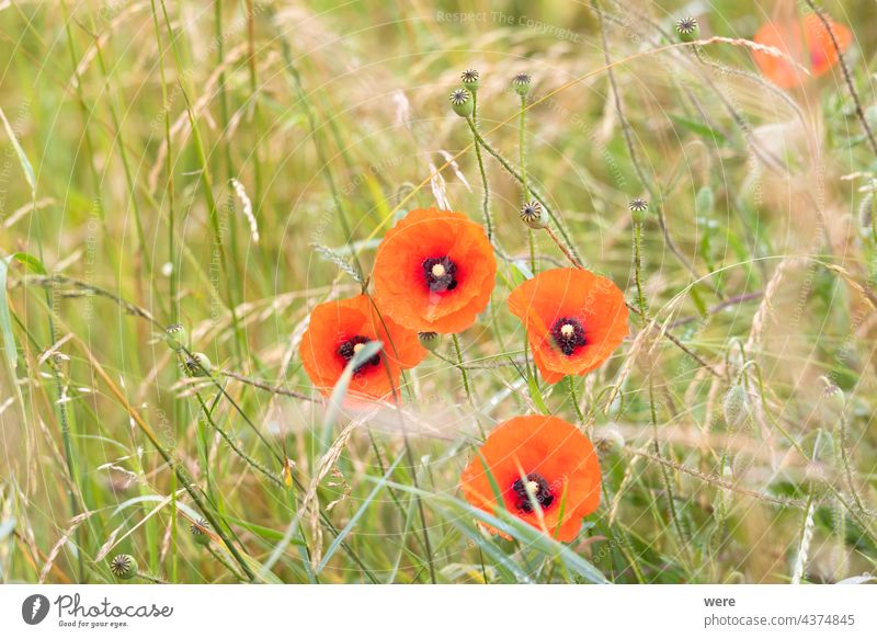 poppy flower covered with dew in a meadow Blossoms Drops Herb Raindrops blooming copy space corn dew drops field flowers glitter meadow herb nature