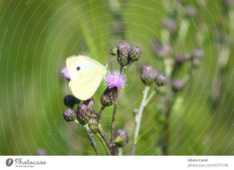 White butterfly on creeping thistle in bloom closeup view with selective focus insect white purple green plant nature summer beautiful wing garden flora yellow