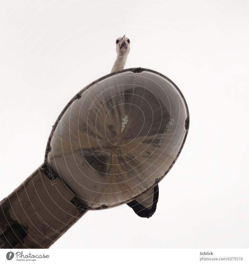 Hey you down there what are you photographing me you tiny paparazzo ? Stroch face in frog perspective Stork Worm's-eye view street lamp look Observe Bird Sky