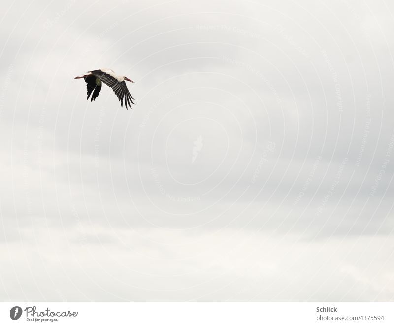 White stork in flight wings down in front of cloudy sky with lots of text free space Stork White Stork Sky Covered Grand piano Curved Exterior shot Bird Animal