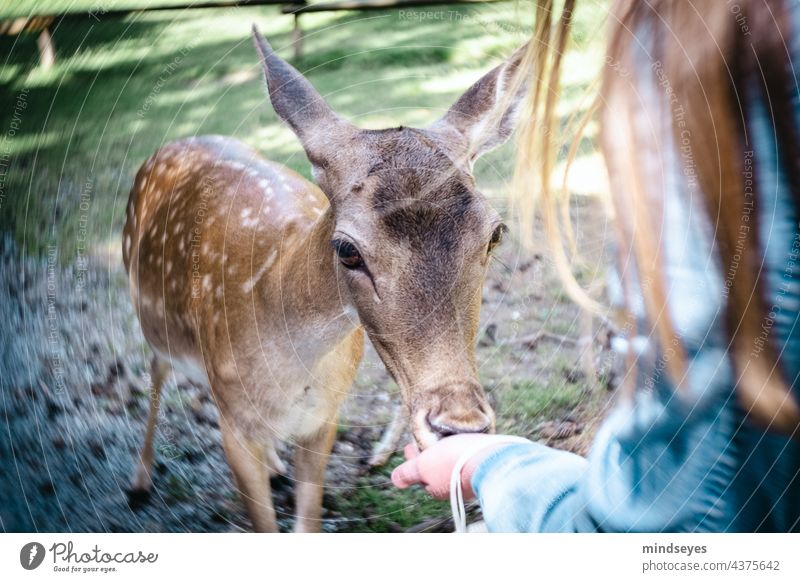 Game Feeding Wild animal Deer Hind Roe deer eat out of one's hand Forest Animal Nature Mammal Exterior shot Hunting animal world Animal portrait naturally