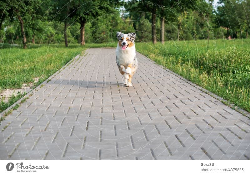 purebred australian shepherd dog for a walk in the park animal background breed canine cheerful color cute day domestic eyes flowers fresh friend fun funny fur
