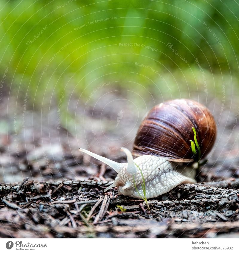 hey schnegggge Crumpet Vineyard snail Snail shell Ground Grass Woodground branches Earth creep Slimy pretty
