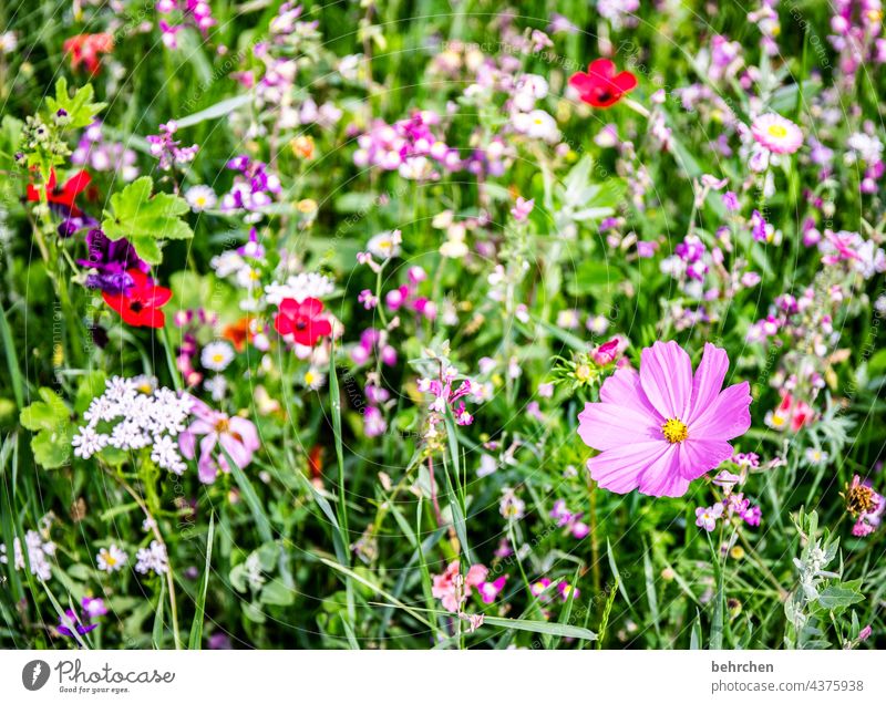 Colourful hustle and bustle Seasons Summery Spring Cosmea Nature Landscape Plant Flower Grass Leaf Blossom Wild plant Garden Park Meadow Blossoming Growth