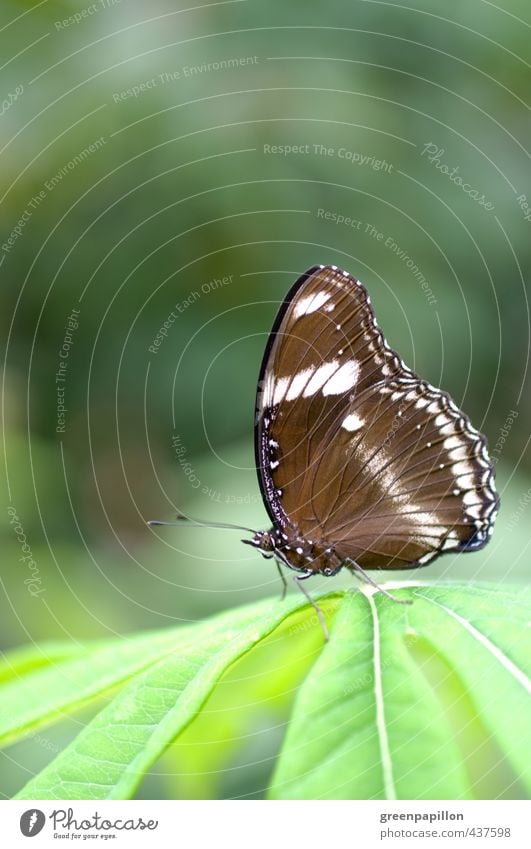 Hypolimnas bolina - Large or common egg fly Environment Nature Animal Plant Leaf Exotic Virgin forest Butterfly Zoo Brown Green Wellness Tropical greenhouse