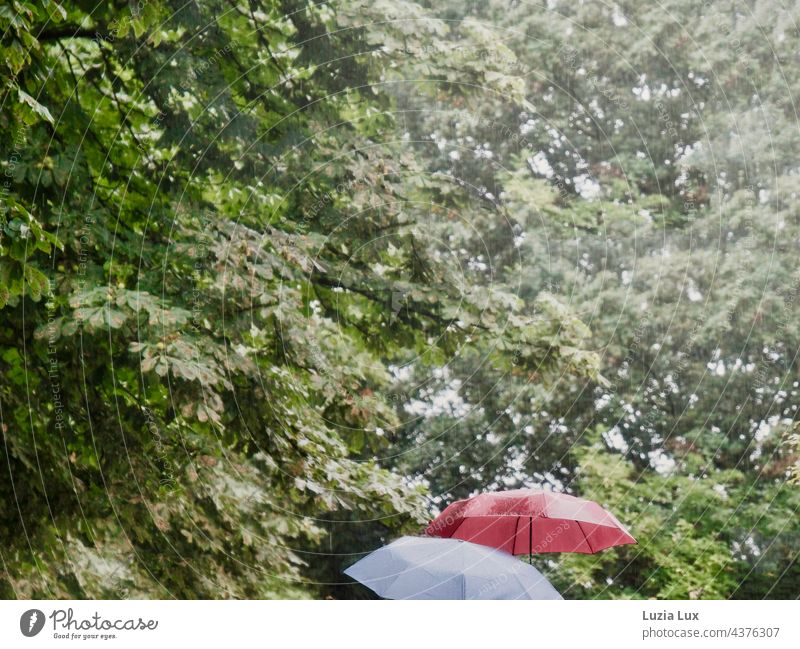 Two umbrellas red and white in front of chestnut leaves, it is raining cats and dogs Rain heavy rain Water Weather Wet Exterior shot Bad weather Colour photo