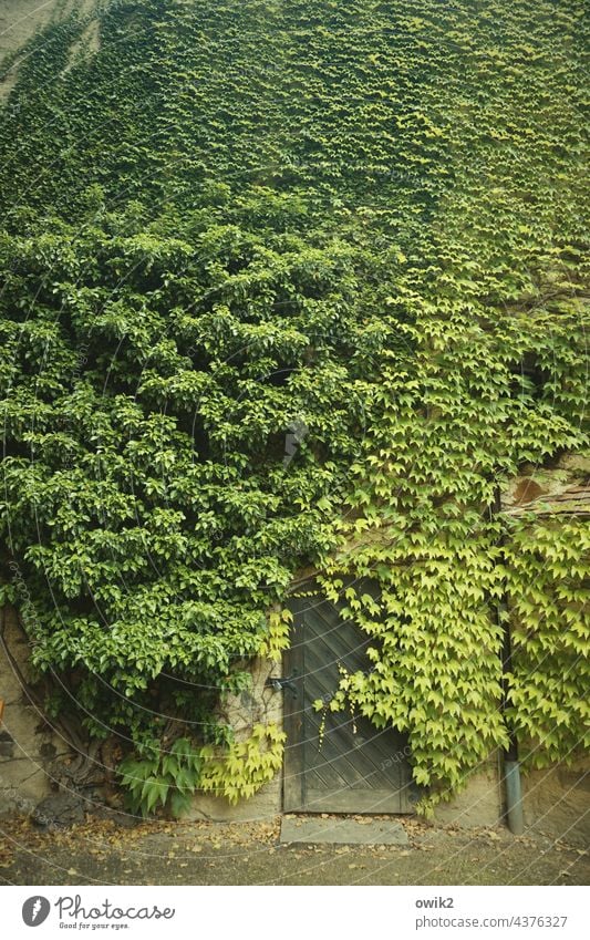 green Ivy Wall (building) Wall (barrier) Exterior shot Plant Green Foliage plant Growth Tendril Bushes Creeper Overgrown Facade Wild plant Deserted