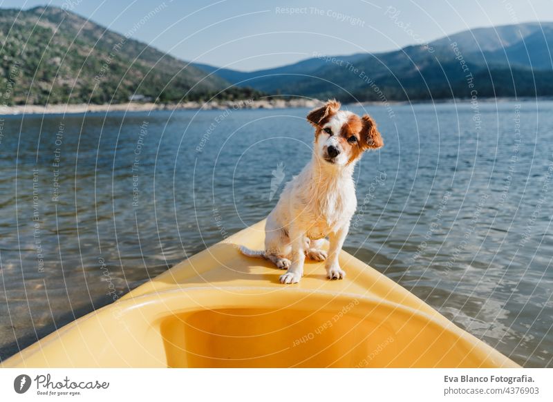beautiful jack russell dog sitting on yellow canoe in lake during sunny day. summer time. Pets, adventure and nature travel transportation cute small lagoon