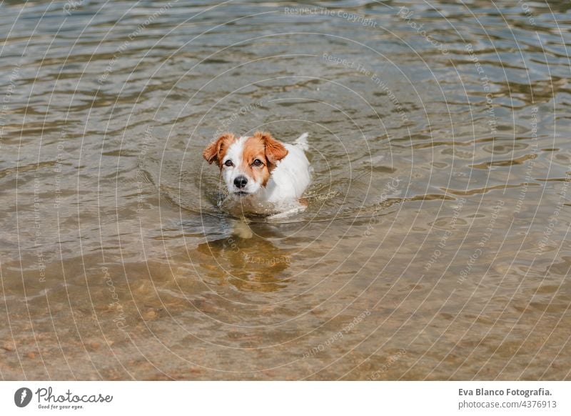 funny small jack russell dog swimming in lake. summer time. Pets, adventure and nature hot water run wet river mountain forest green fern leaves young purebred