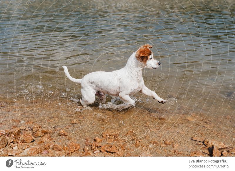 funny small jack russell dog swimming and running in lake. summer time. Pets, adventure and nature hot water wet river mountain forest green fern leaves young