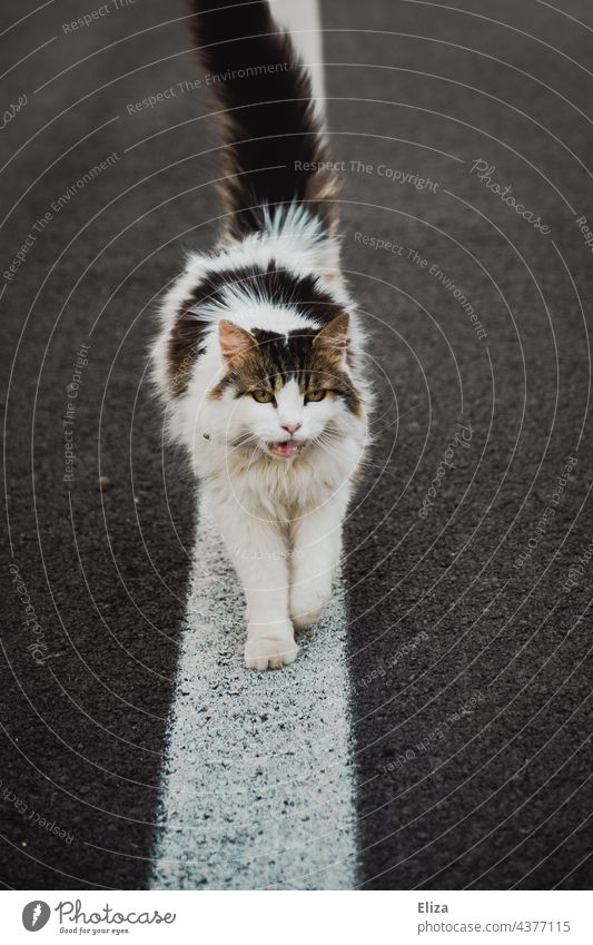 Cat on street line Line Swagger Walking stroll out Street white-black black-and-white Lanes & trails Animal Asphalt dash