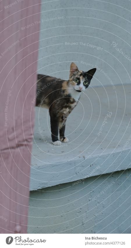 The upper body of a black, white and brown cat with green eyes on a light grey cement background and an old pink stripe on the left side of the picture.