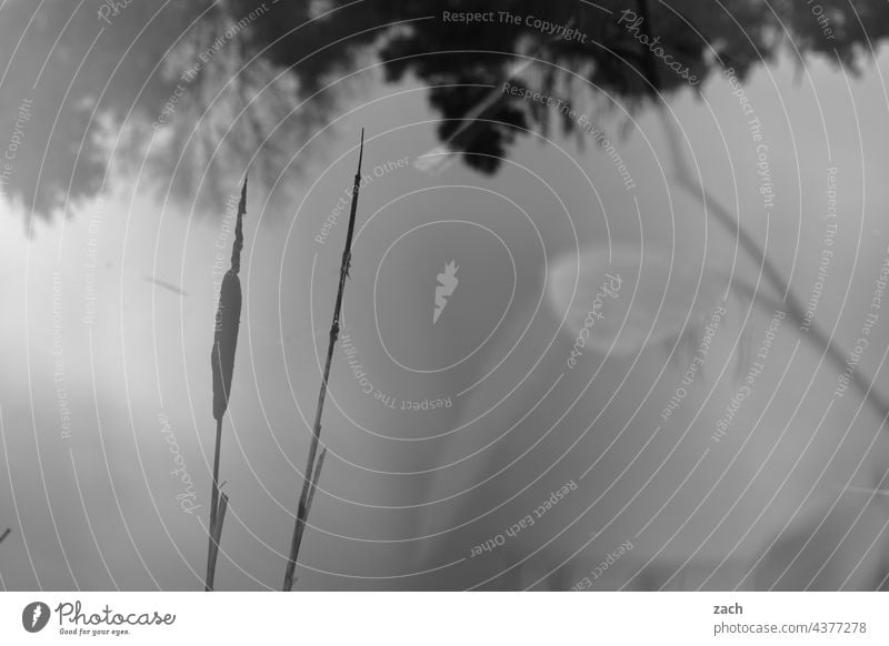 diffuse Black & white photo black-and-white Nature Gray Grass Double exposure Common Reed reed reed grass Tree foliage Branch Plant Fog Shroud of fog