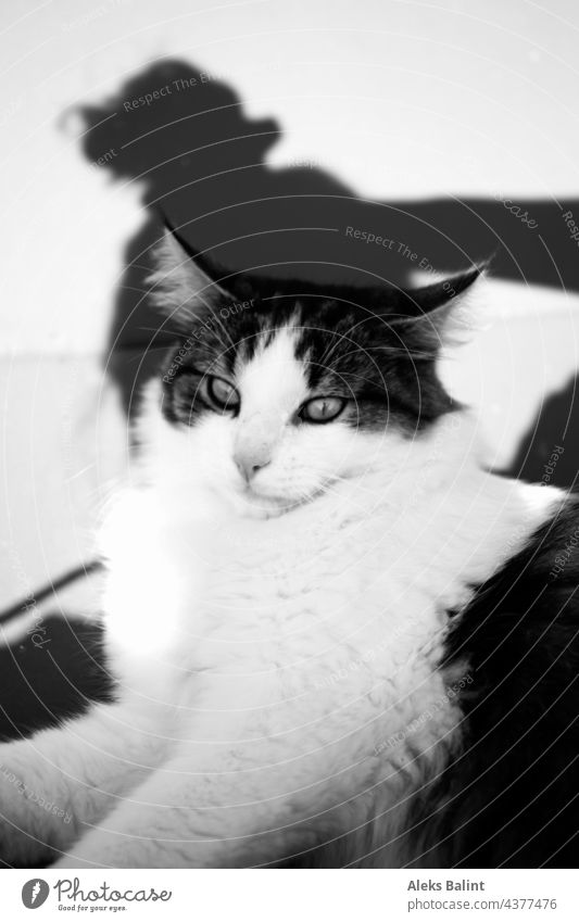 Black and white shot of a cat with shadow black-and-white Cat Black & white photo B/W Blackandwhite Exterior shot animals hangover beautifully