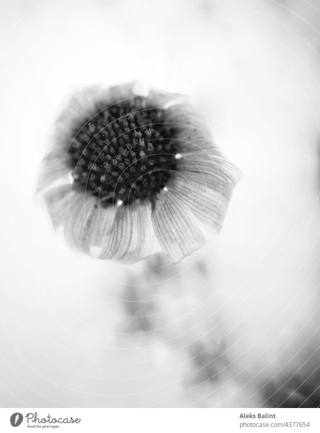 Black and white shot of a daisy that has almost faded with lots of blur. Marguerite black-and-white Black & white photo Close-up Flower Macro (Extreme close-up)