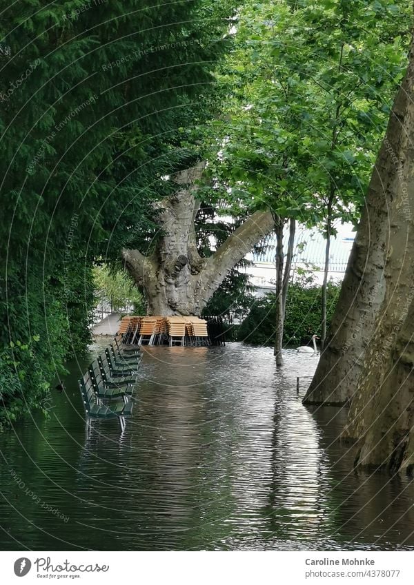 Green benches and bistro chairs remain empty during the flood - in the background a swan Flood Water Deluge Climate change Environment Storm Nature Weather