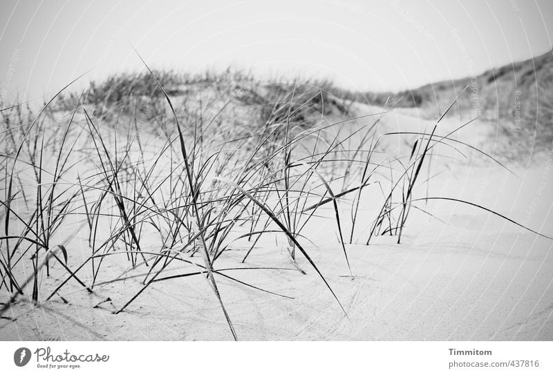 Sand mountains. Vacation & Travel Environment Nature Sky only Marram grass Hill North Sea Dune Denmark Growth Esthetic Disgust Nerdy Gray Black White Emotions
