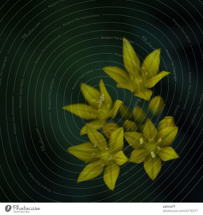 yellow star flowers of golden lily against dark background Golden Garlic blossoms Early bloomers in bloom Spring Flower Blossom Blossoming Colour photo Close-up