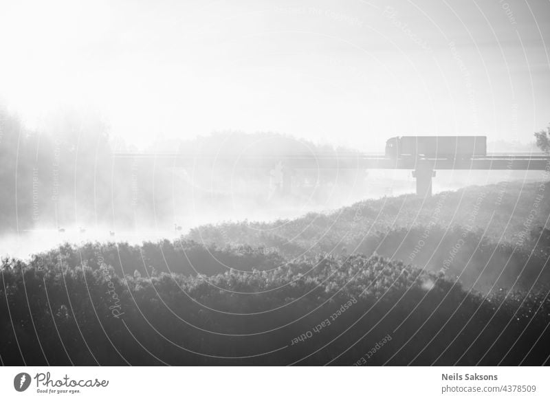 four swans in misty october morning sunrise. Yellow dry river reeds in foreground. Blurry reflection of other river shore in background. Bridge with heavy truck in distance. Black n white moody scene