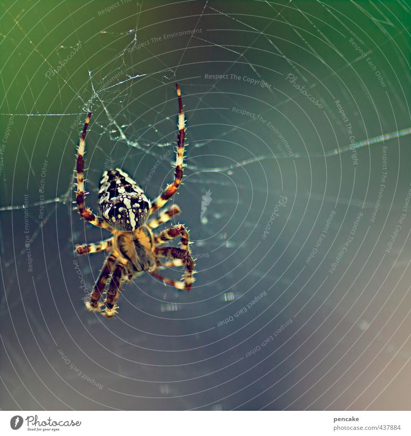 Ick gloob ick spider trap maker Nature Animal Summer Garden Spider 1 Sign Observe Catch To feed Hang Crouch Crawl To swing Wait Cross spider Spider's web