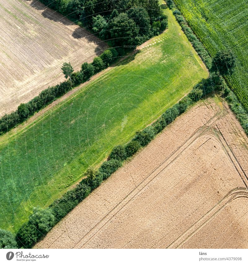 small-scale agriculture from above Agriculture Field Bird's-eye view Landscape Grain Agricultural crop Grain field Nutrition Deserted Summer Cornfield