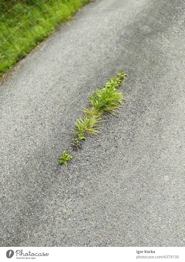 High Angle View Of Grass Growing On Asphalt Road asphalt road Concrete Street Plant transportation ecology closeup through Direction Nature outdoors