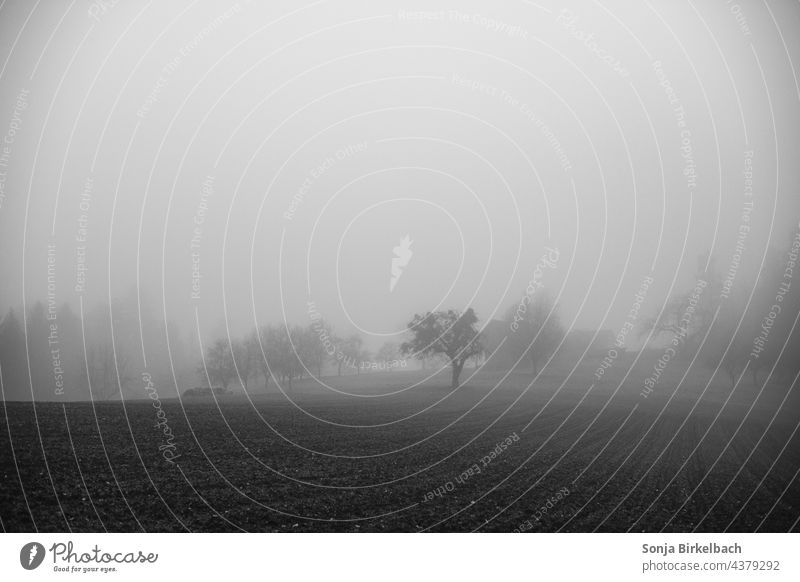 Autumn time - land sinks in the fog Fog Weather foggy Filthy weather Autumnal weather black-and-white Deserted Gray Landscape Nature Exterior shot Tree