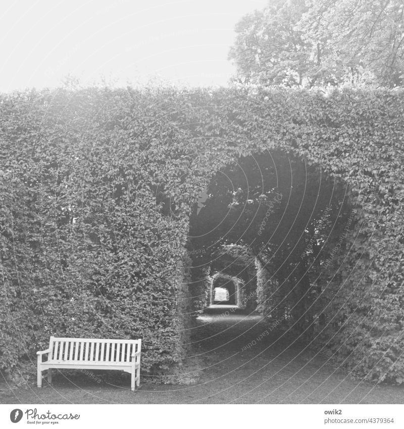tunnel vision Park Hedge Bench Beautiful weather Environment Plant Calm Nature Deserted Bushes Peaceful Idyll Copy Space top Copy Space bottom Appealing Serene