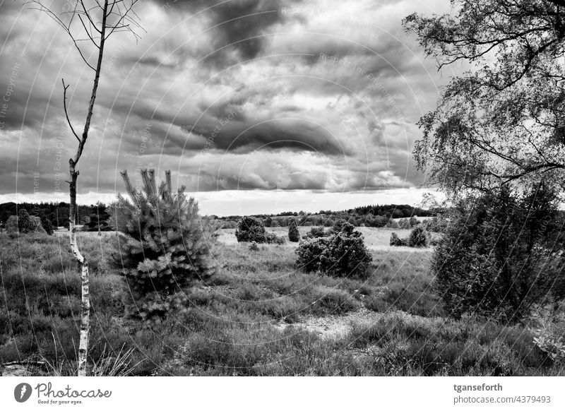 Cloudy sky in the Lüneburg Heath Heathland Heather family Luneburg Heath Landscape Deserted Exterior shot Nature Clouds Clouds in the sky Storm clouds