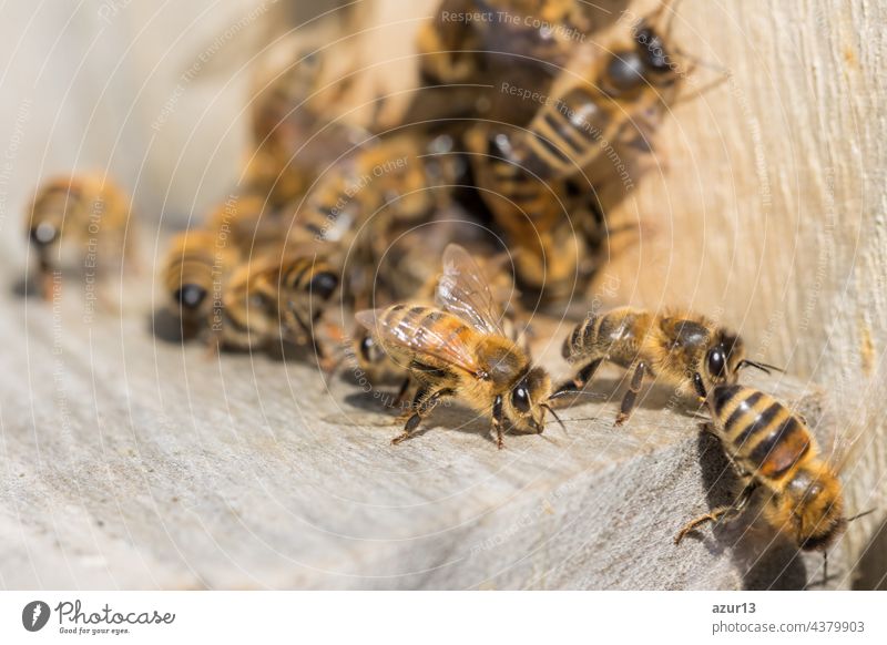 Honey bee amid swarm of bees sitting at beehive entrance. The beekeeping animal is waiting in row for its flight collecting nectar. Important insect apis mellifera for environment and ecology