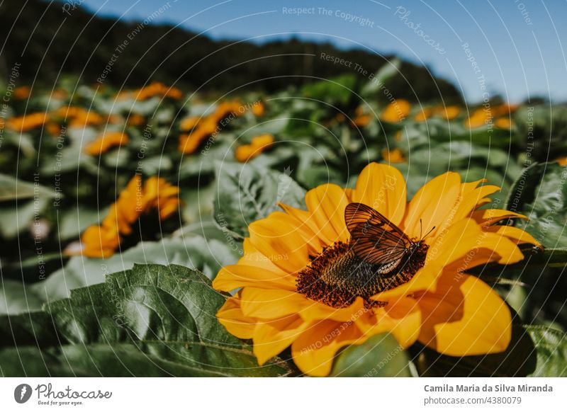 Butterfly on top of a sunflower. In the sunflower field. background beautiful botany bright closeup flora floral garden green natural nature plant spring summer