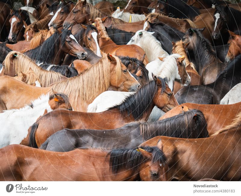 herd of wild horses reunited outdoors animals spain brown together different swift fast horse fauna beautiful mammal horizontal agriculture free-range
