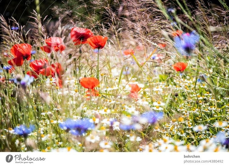 without mo(h)ntag no lohntag grasses Light Pollen Plant fragrant Field Nature poppies Blossom Fragrance Poppy field cornflowers Environment Contrast pollen