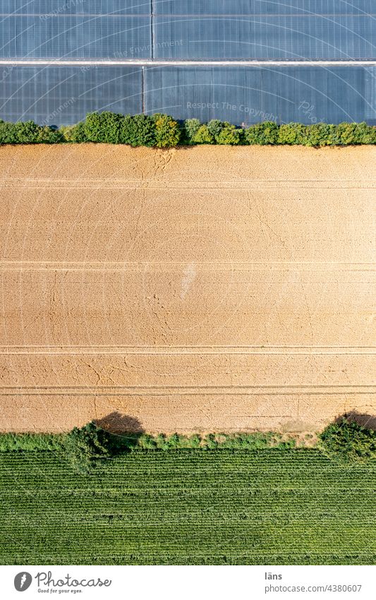 agriculture Agriculture Field Grain Summer Grain field Bird's-eye view UAV view slides Knick Landscape stiffened Agricultural crop Cornfield Colour photo