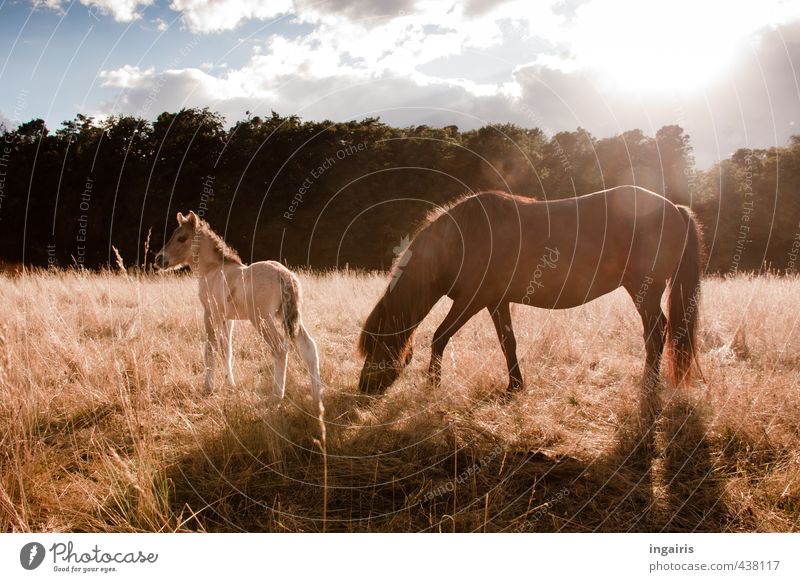 animal child Nature Landscape Plant Animal Sky Clouds Sun Summer Tree Grass Pasture Farm animal Horse Iceland Pony Foal 2 Baby animal To feed Stand Free