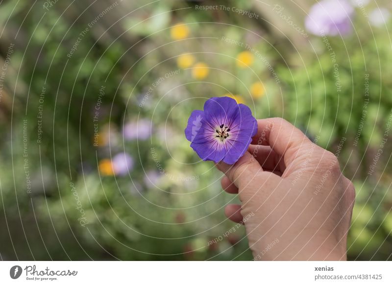 One hand holding purple cranesbill against green background with yellow and purple spots Hand Flower Blossom Violet Green Yellow To hold on Indicate look