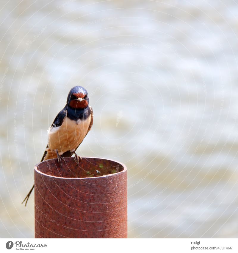 Young swallow sits on a metal tube by the lake waiting to be fed Bird Young bird Wait conduit metal pipe Sit Animal Nature Wild animal Exterior shot
